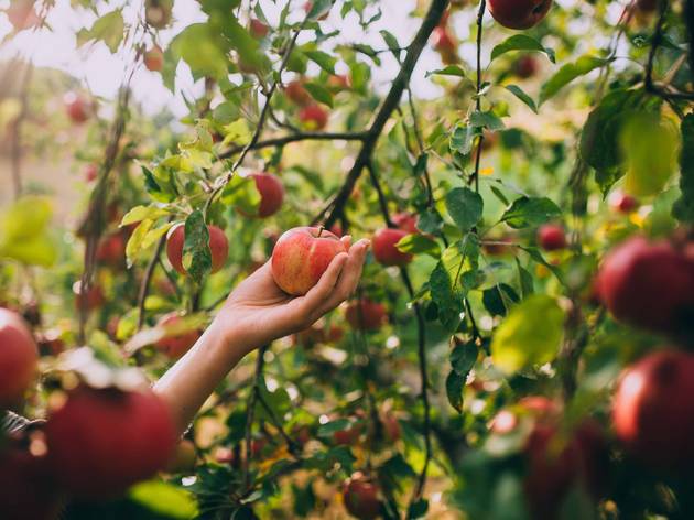 the fall apple harvest